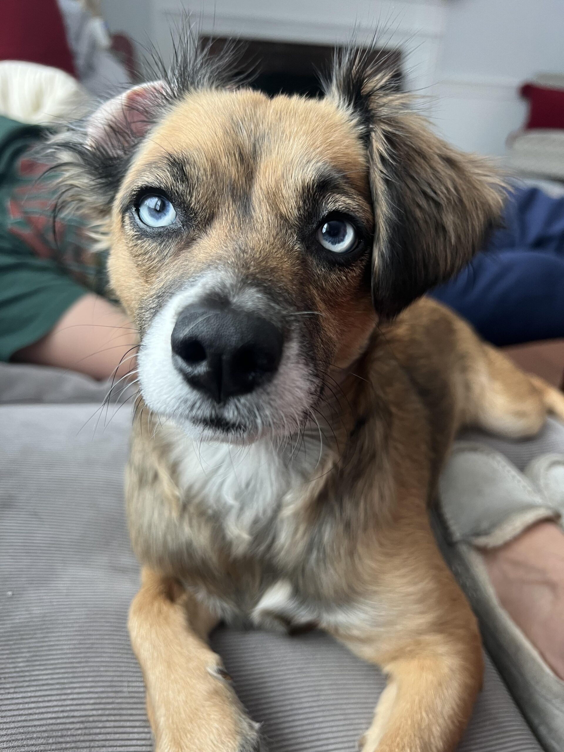Orla