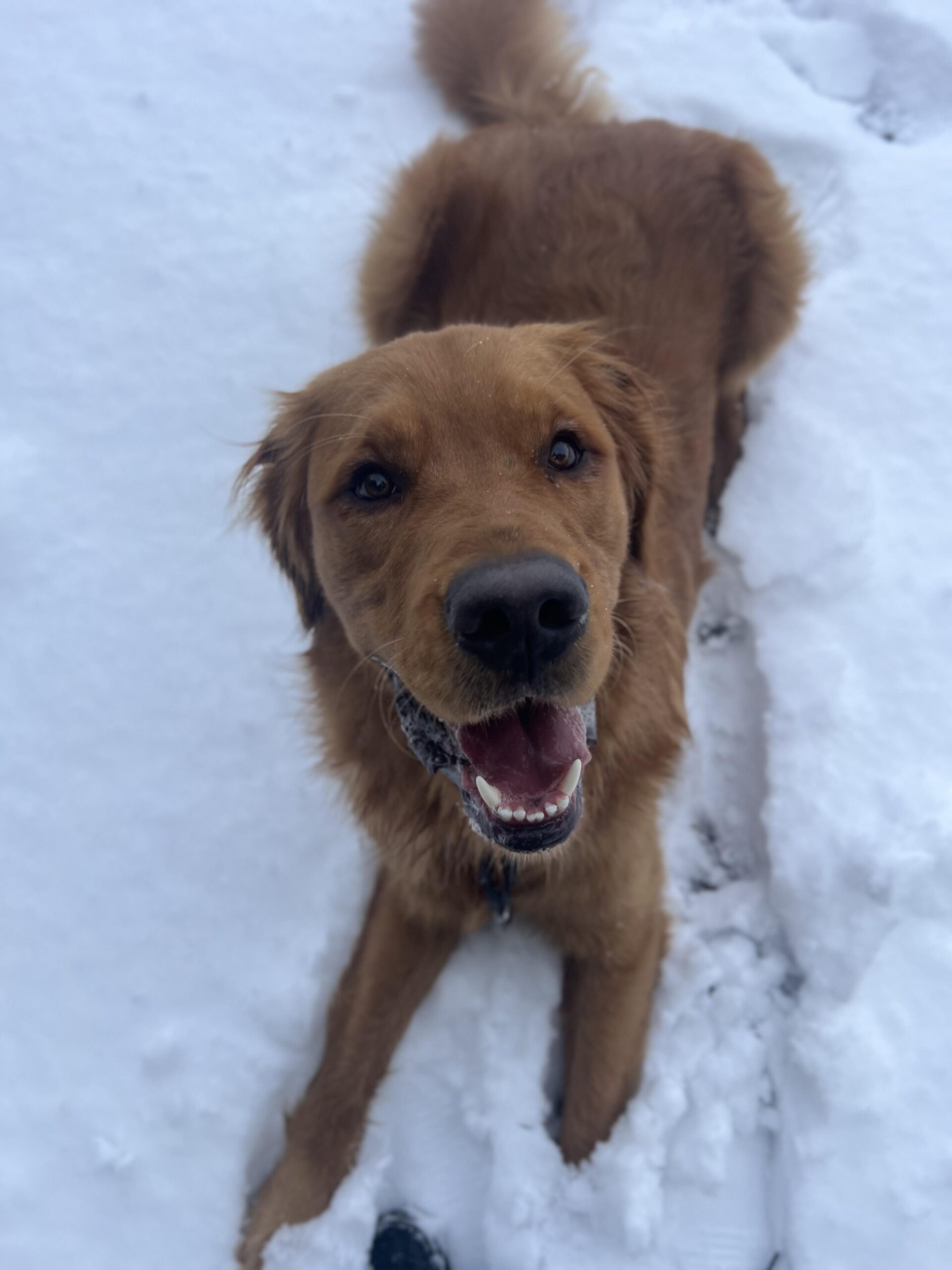 Sawyer