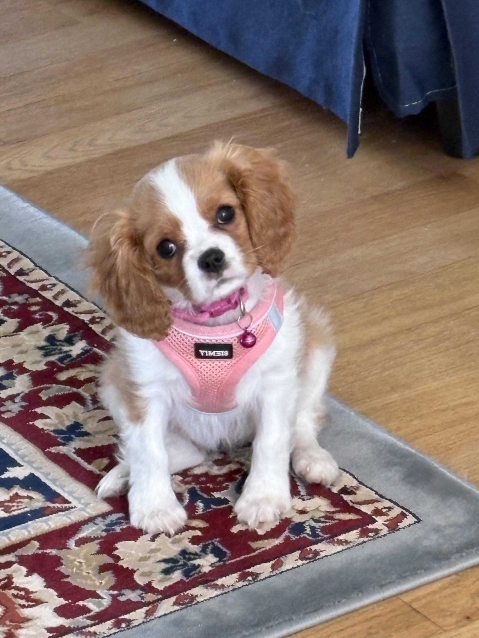 Rosie