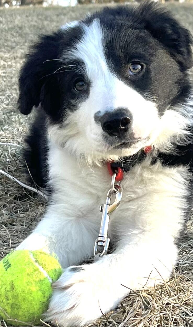 Isla