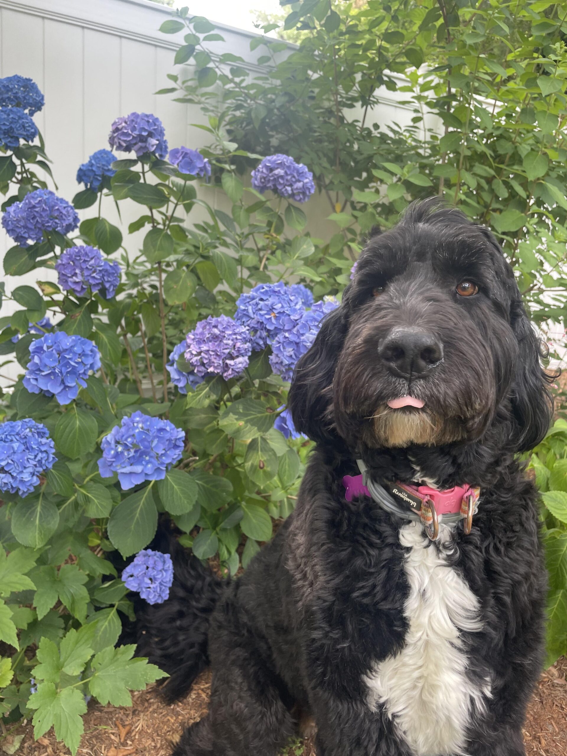 Maggie