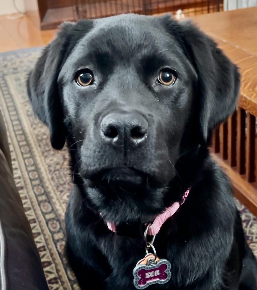 Zoe