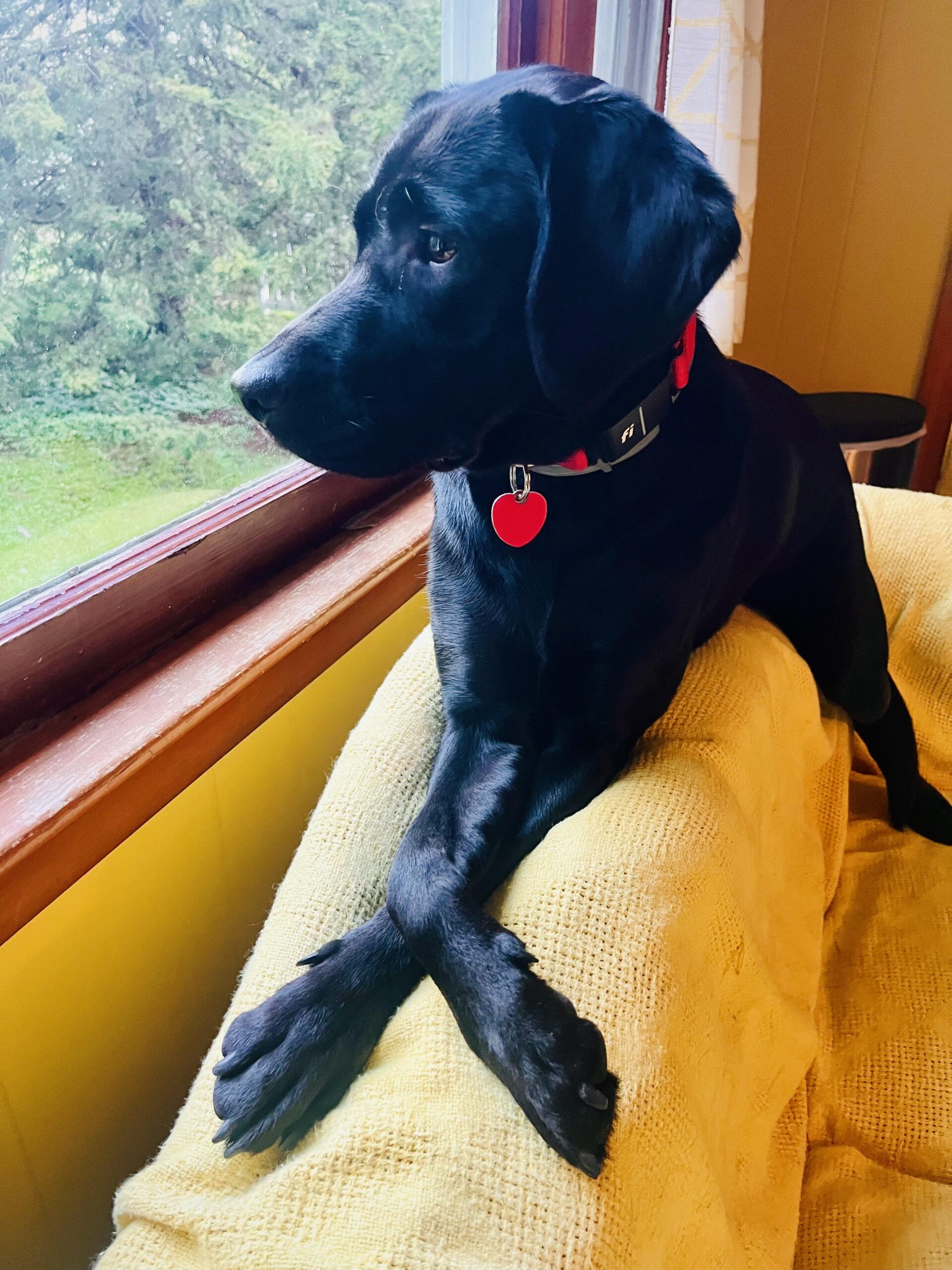 Maggie Mae
