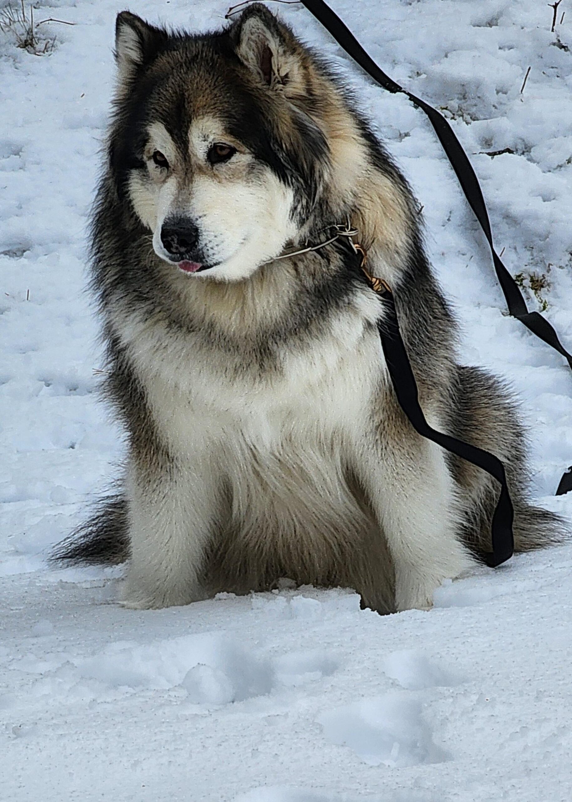 Tara