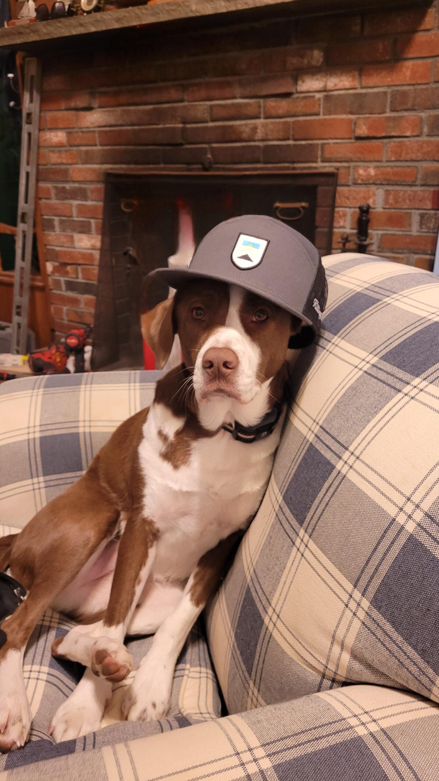 Maizey