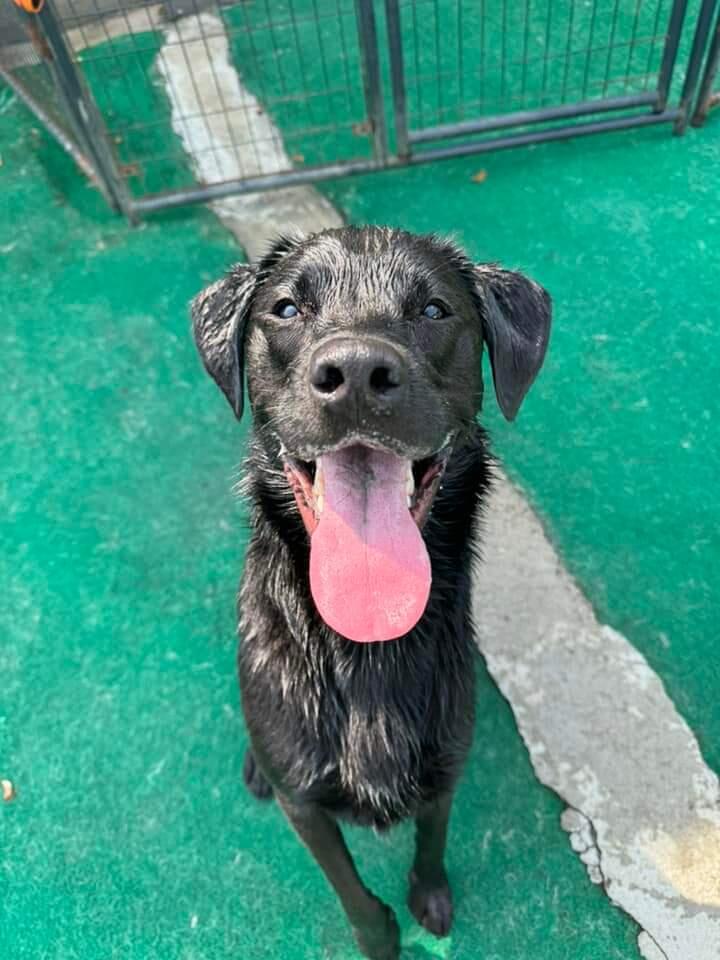 Nova