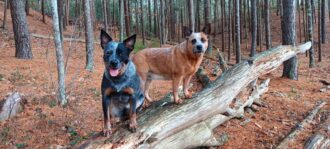 Zarah and Bizzie Bea