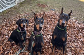 Luna, Sterling & Hero