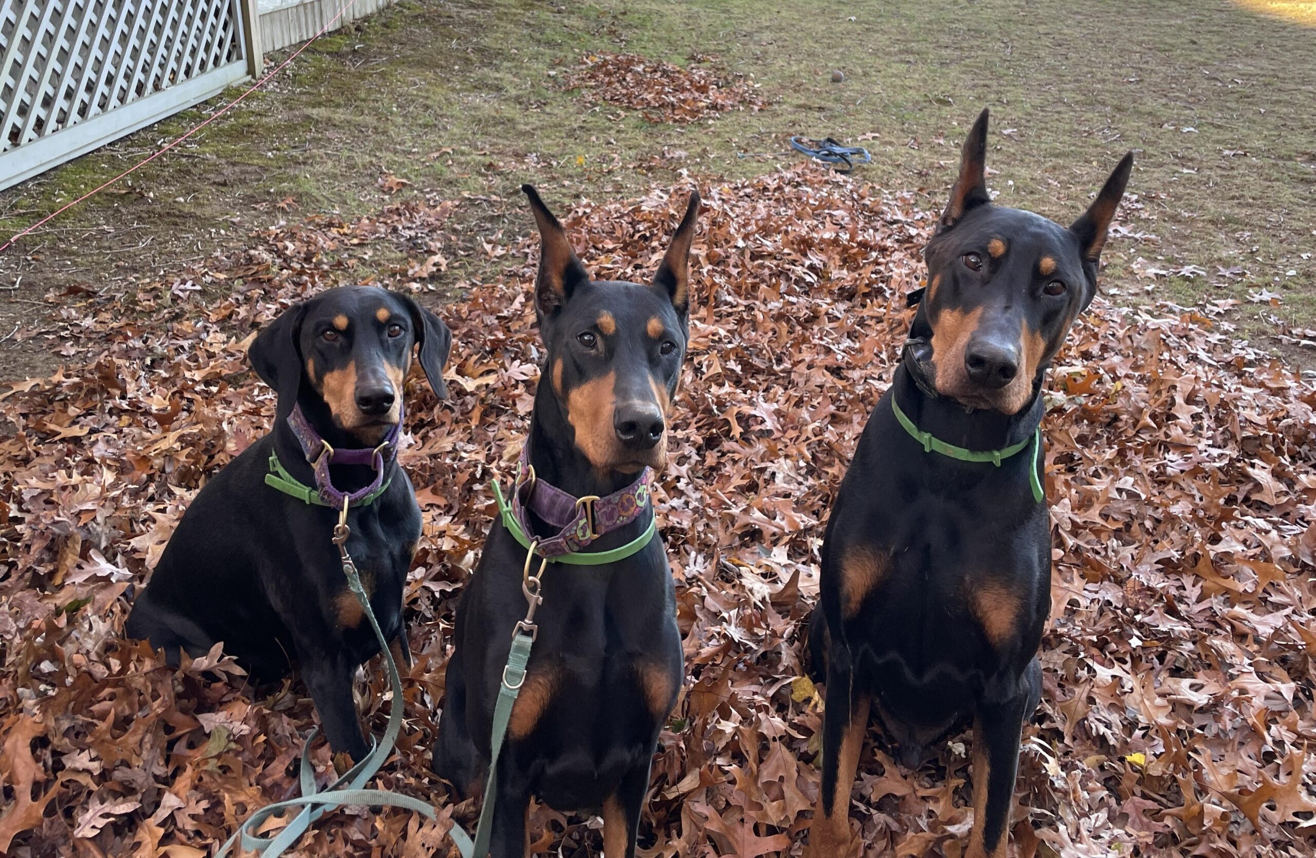 Luna, Sterling & Hero